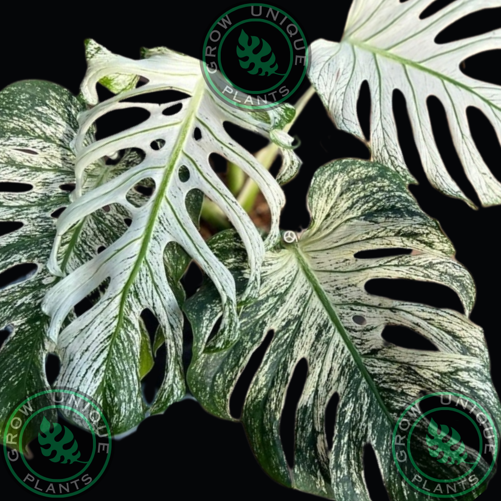 Philodendron Monstera Devil Monster – Grow Unique Plants