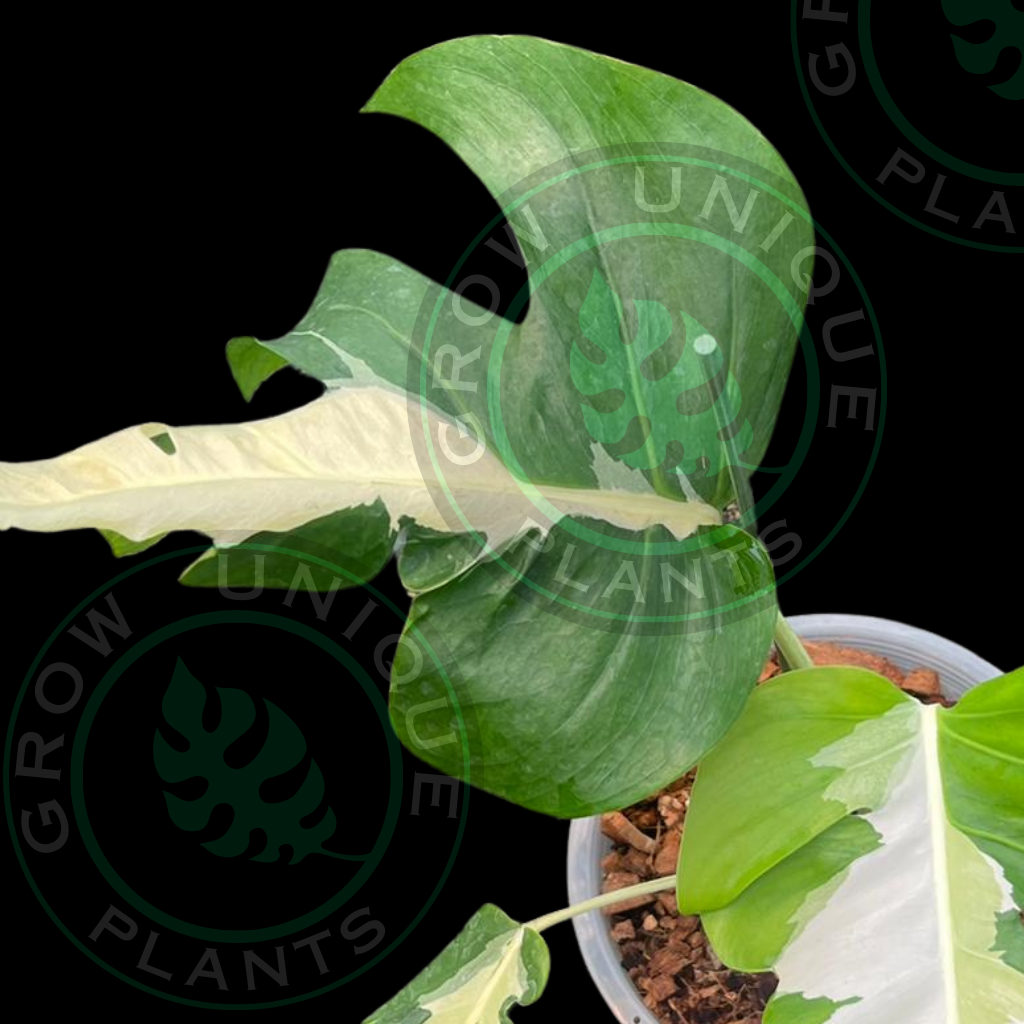 Philodendron Monstera Lava Var Contorted  Grow Unique Plants