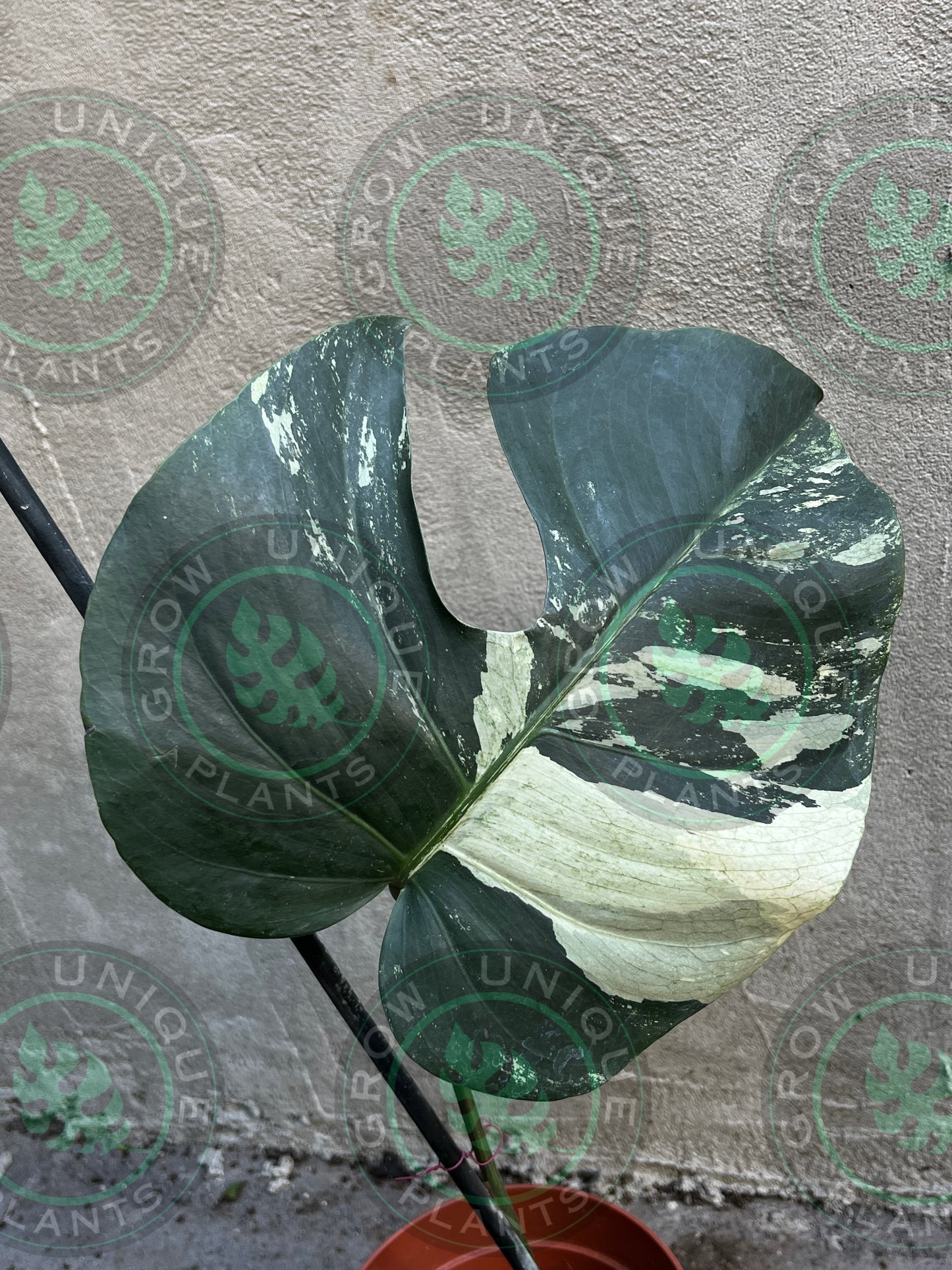 Philodendron Monstera Mint Cream Variegated (CUTTING LEAF)