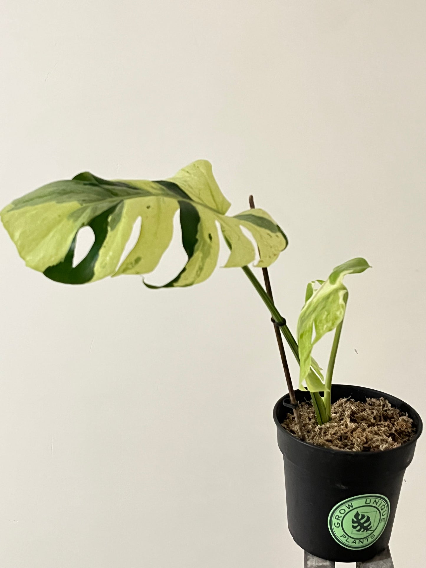 Philodendron Monstera Contorted Ocean Mint