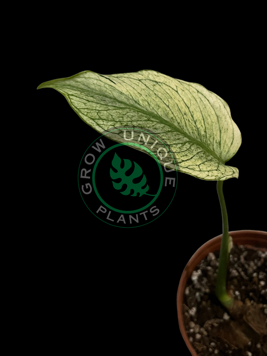 Philodendron Monstera DEVIL MONSTER Variegated (CUTTING LEAF)