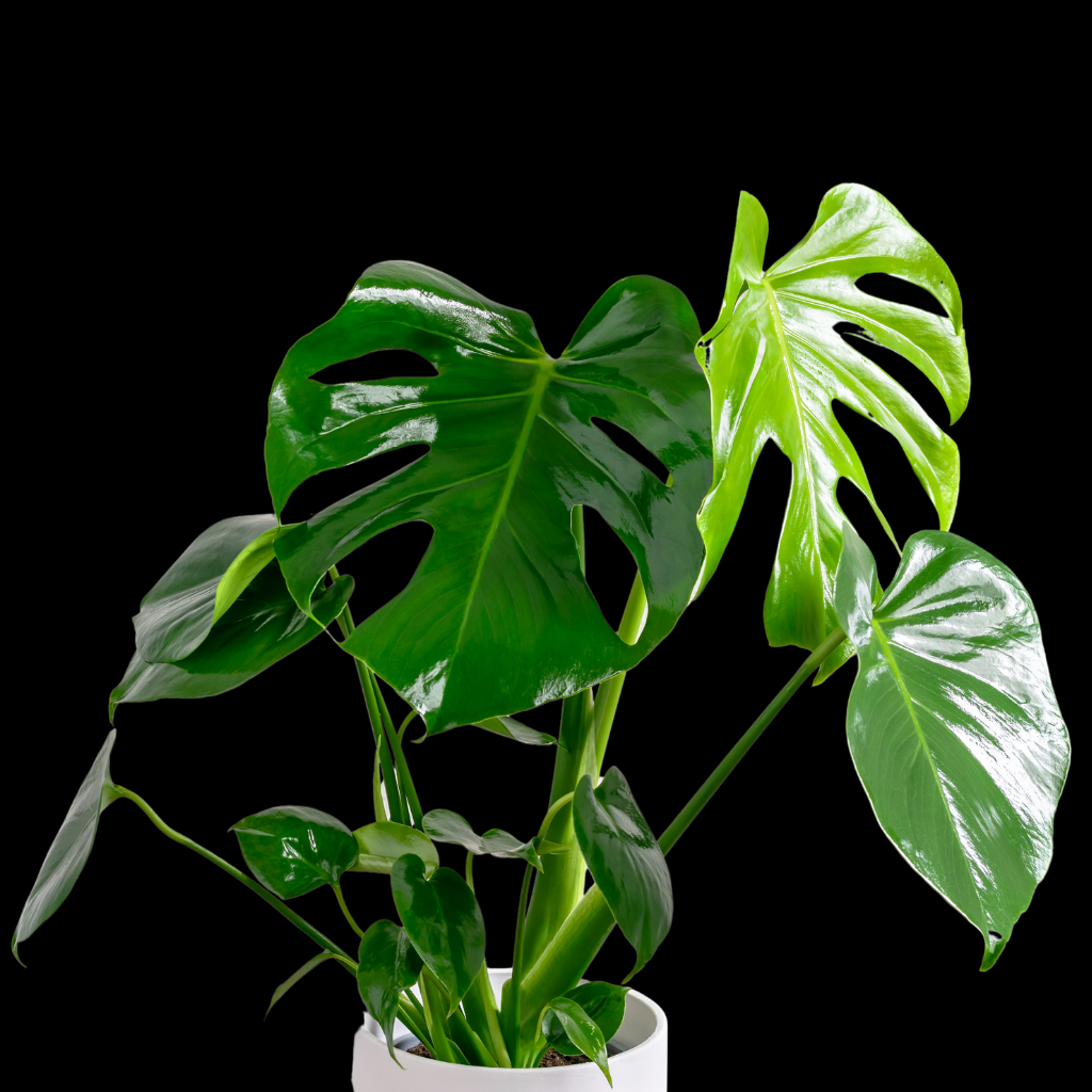 Philodendron Monstera Large Plant