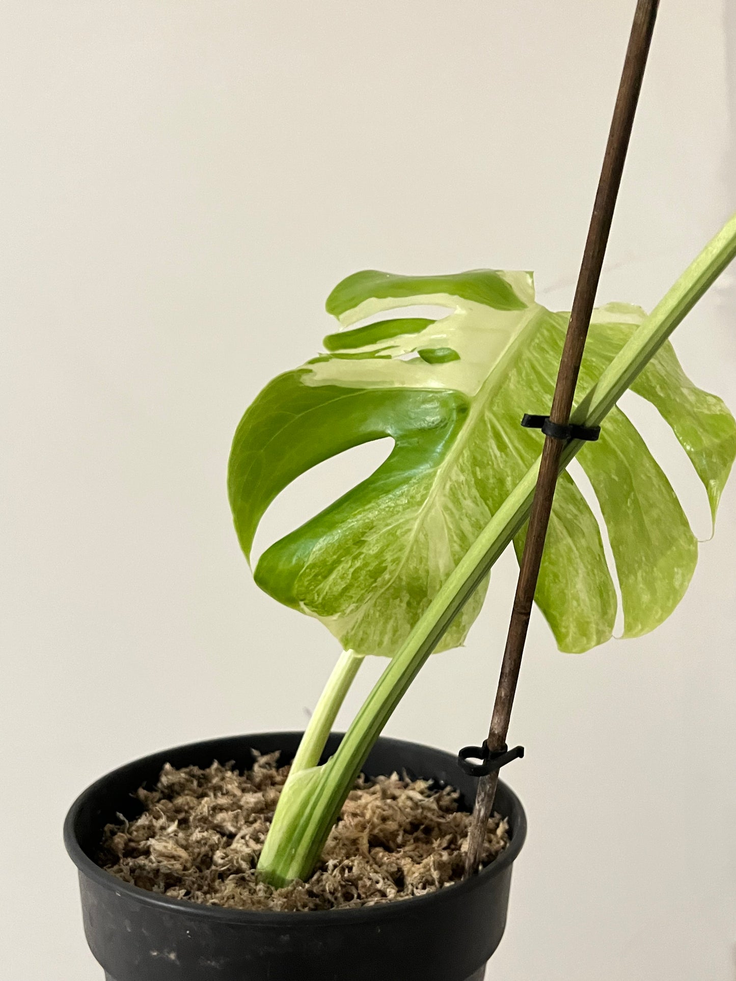 Philodendron Monstera Contorted Ocean Mint