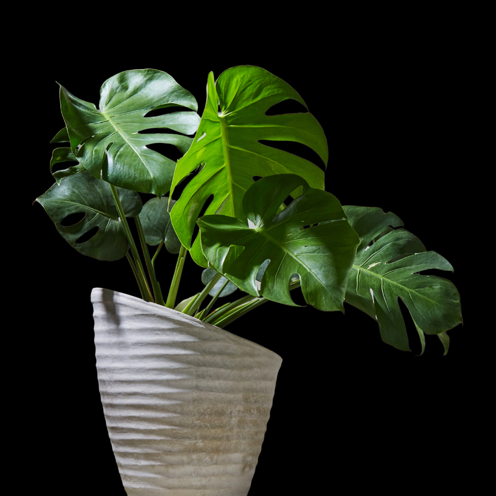 Philodendron Monstera Large Plant