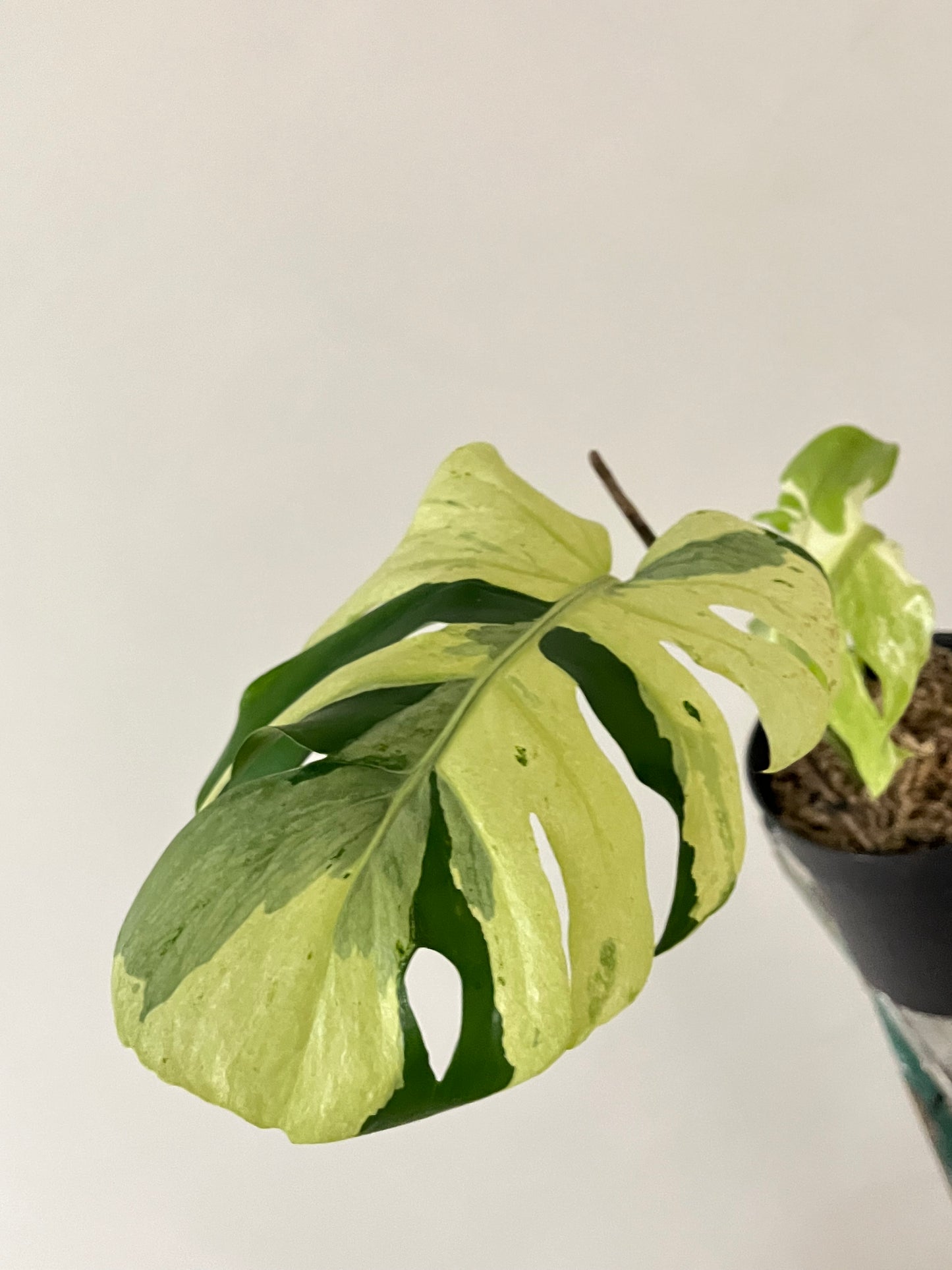 Philodendron Monstera Contorted Ocean Mint