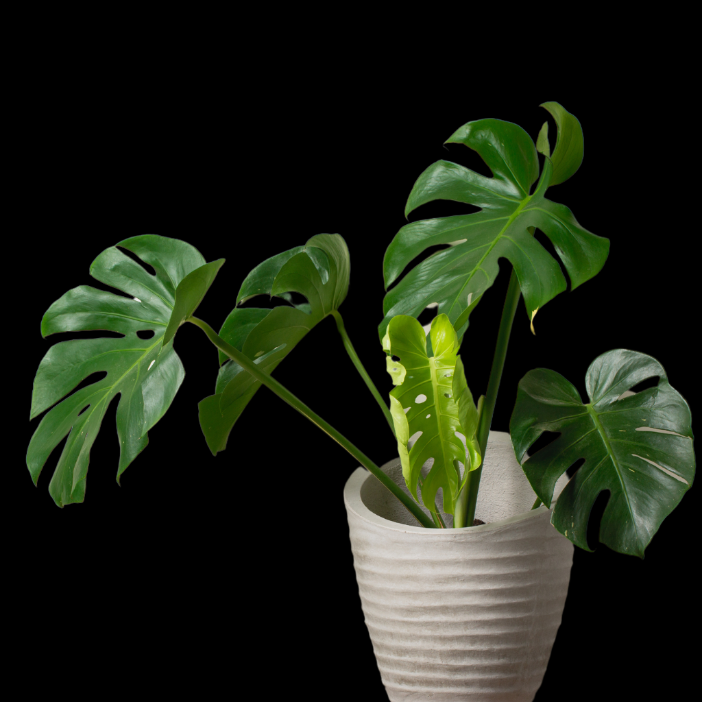 Philodendron Monstera Large Plant