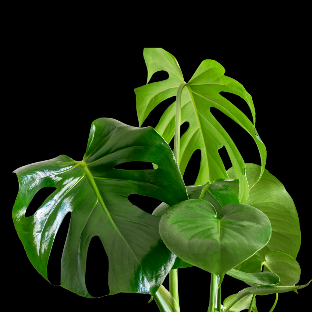 Philodendron Monstera Large Plant