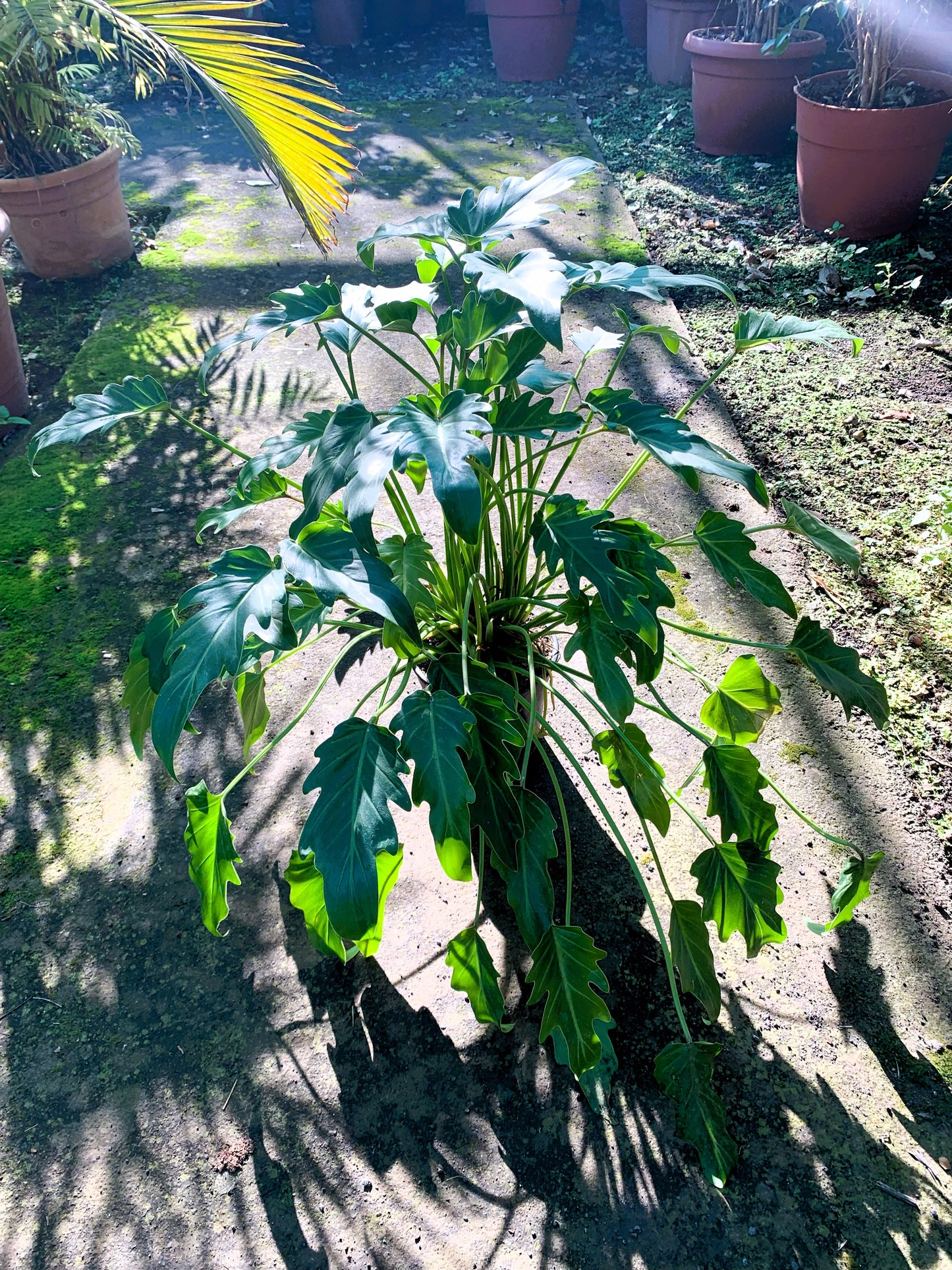 Philodendron xanadu