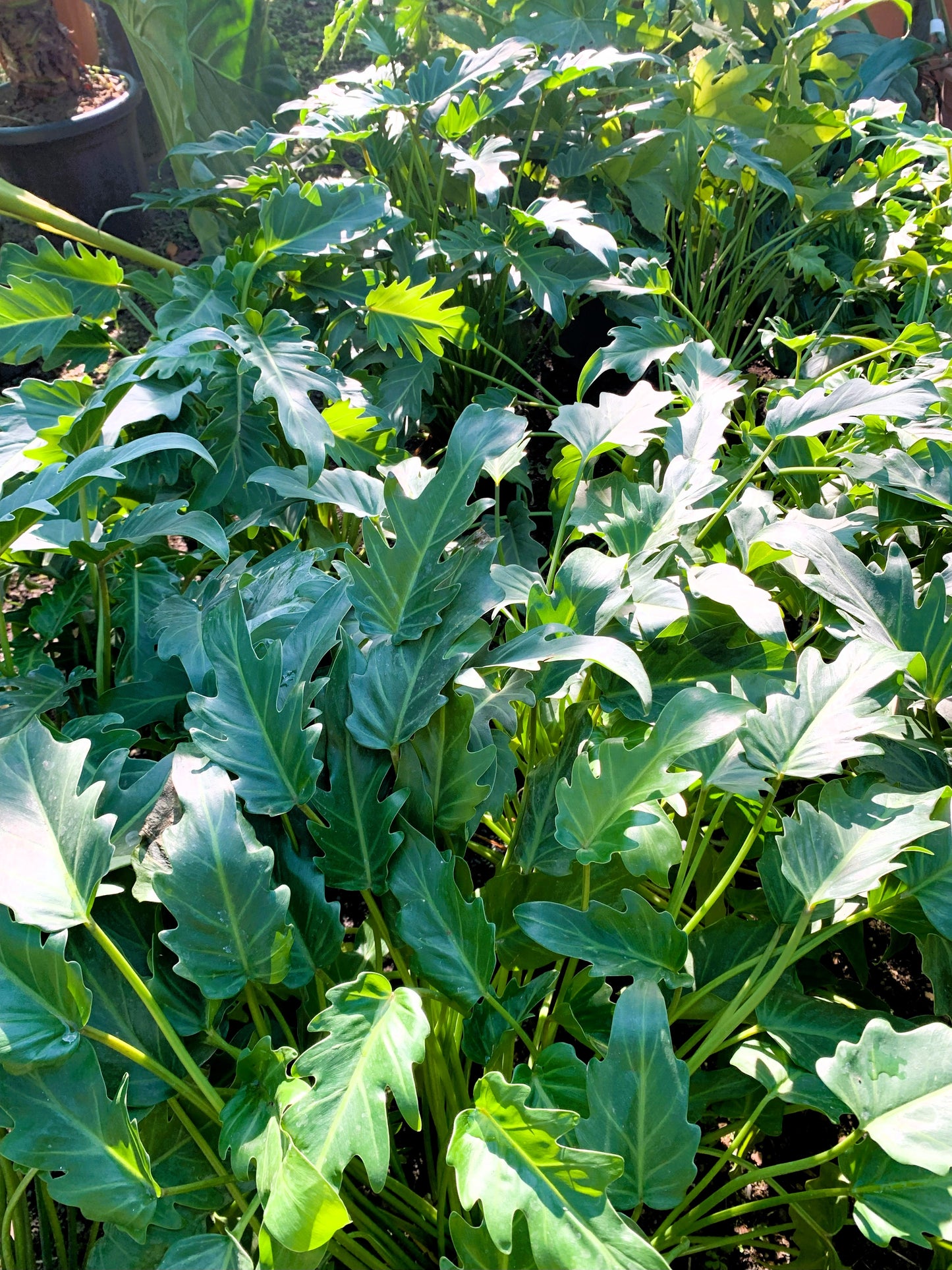 Philodendron xanadu