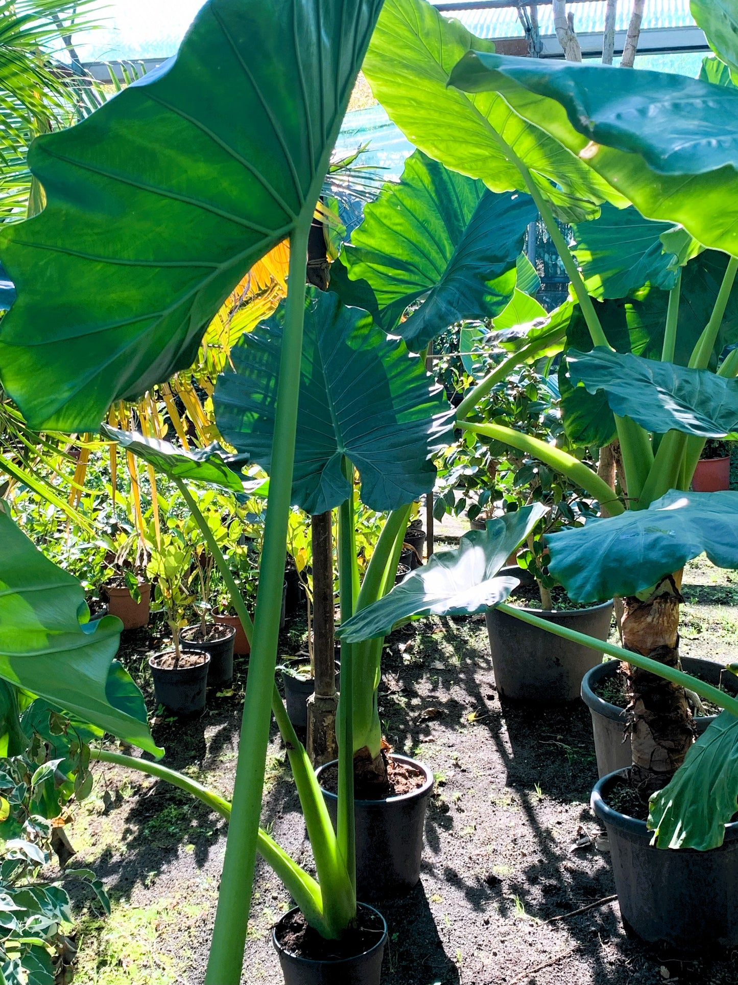 Alocasia Macrorrhizos XXL Plant