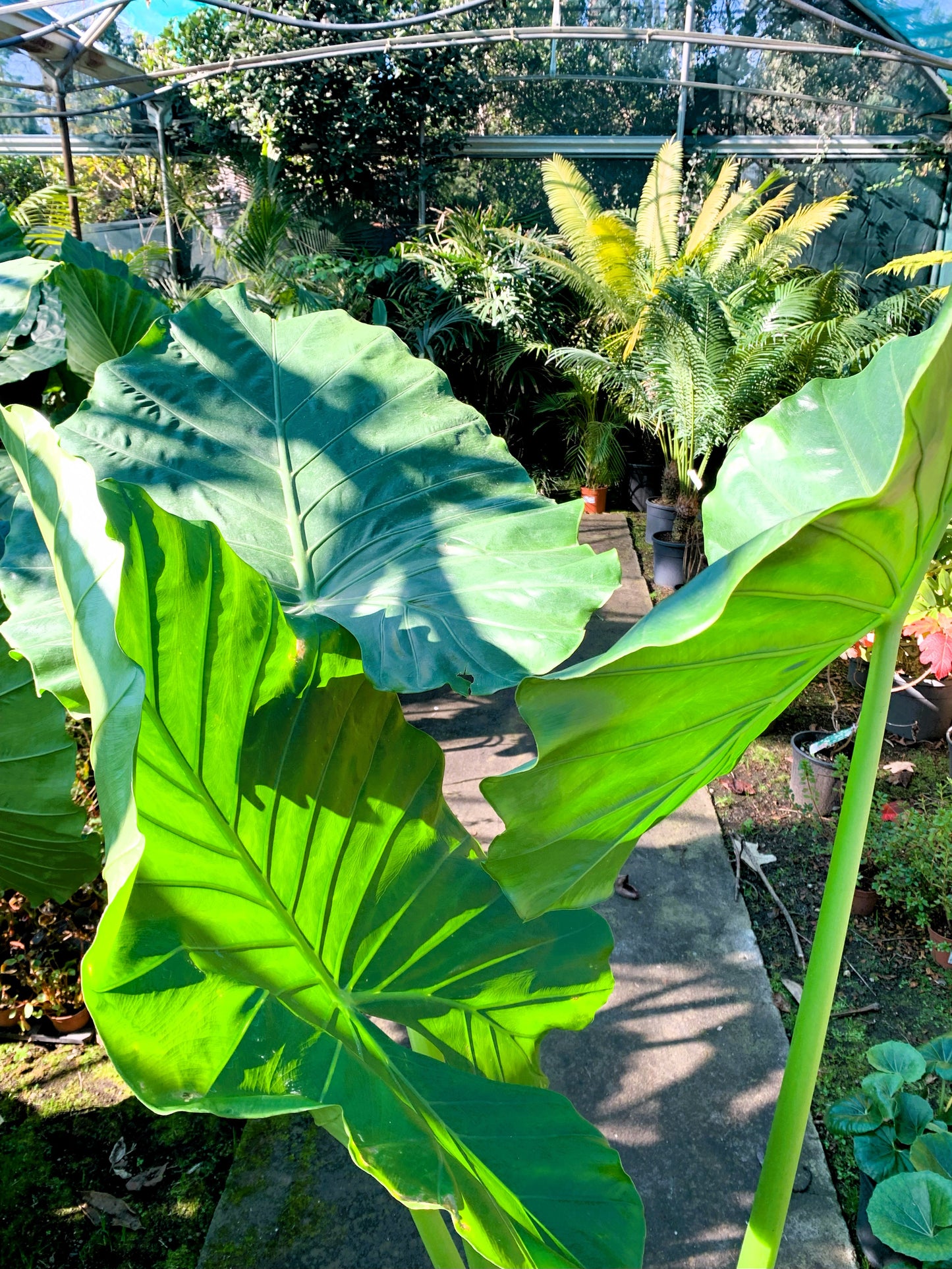 Alocasia Macrorrhizos XXL Plant