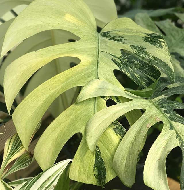 monstera mint Philodendron Monstera Mint SEED'S