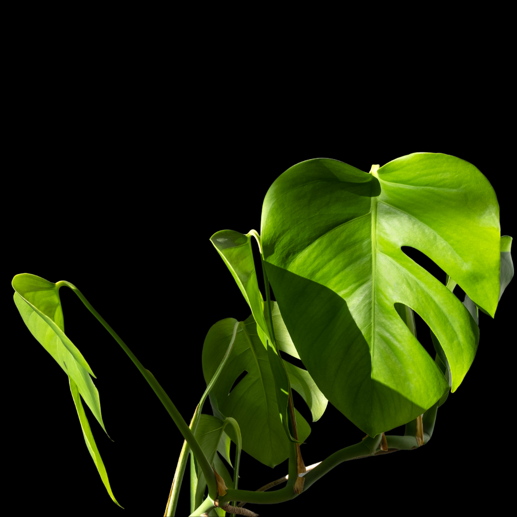 Philodendron Monstera Medium Plant