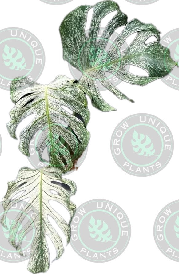 Philodendron Monstera Devil Monster Large - Unique Plant