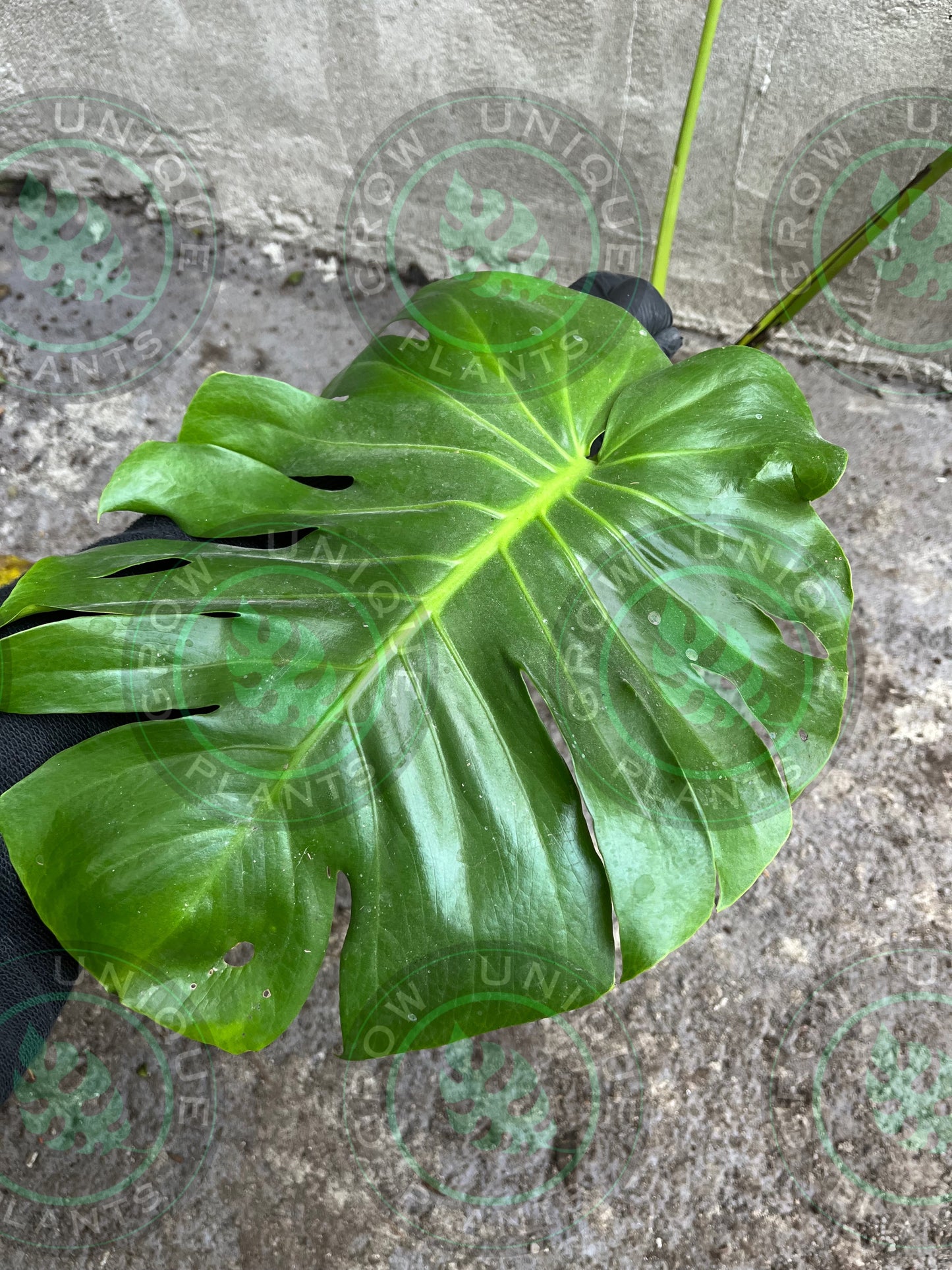 Philodendron Monstera Contorta GoG (Green on Green) - XL Plant