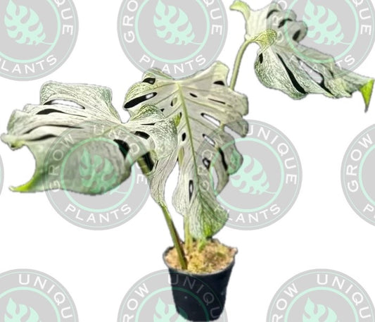 Philodendron Monstera Devil Monster Large - Unique Plant