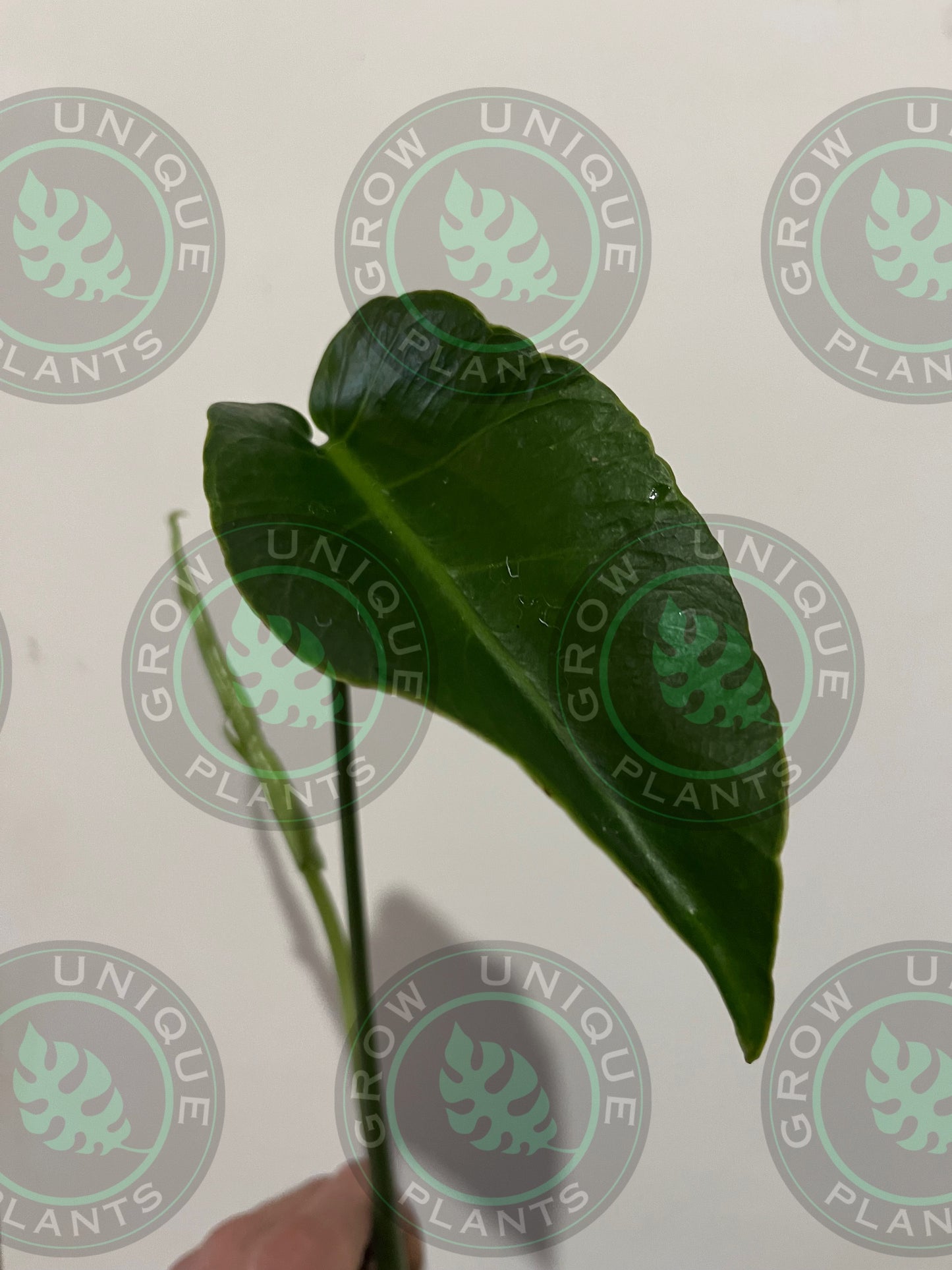 Philodendron Monstera Unniiae (CUTTING LEAF)