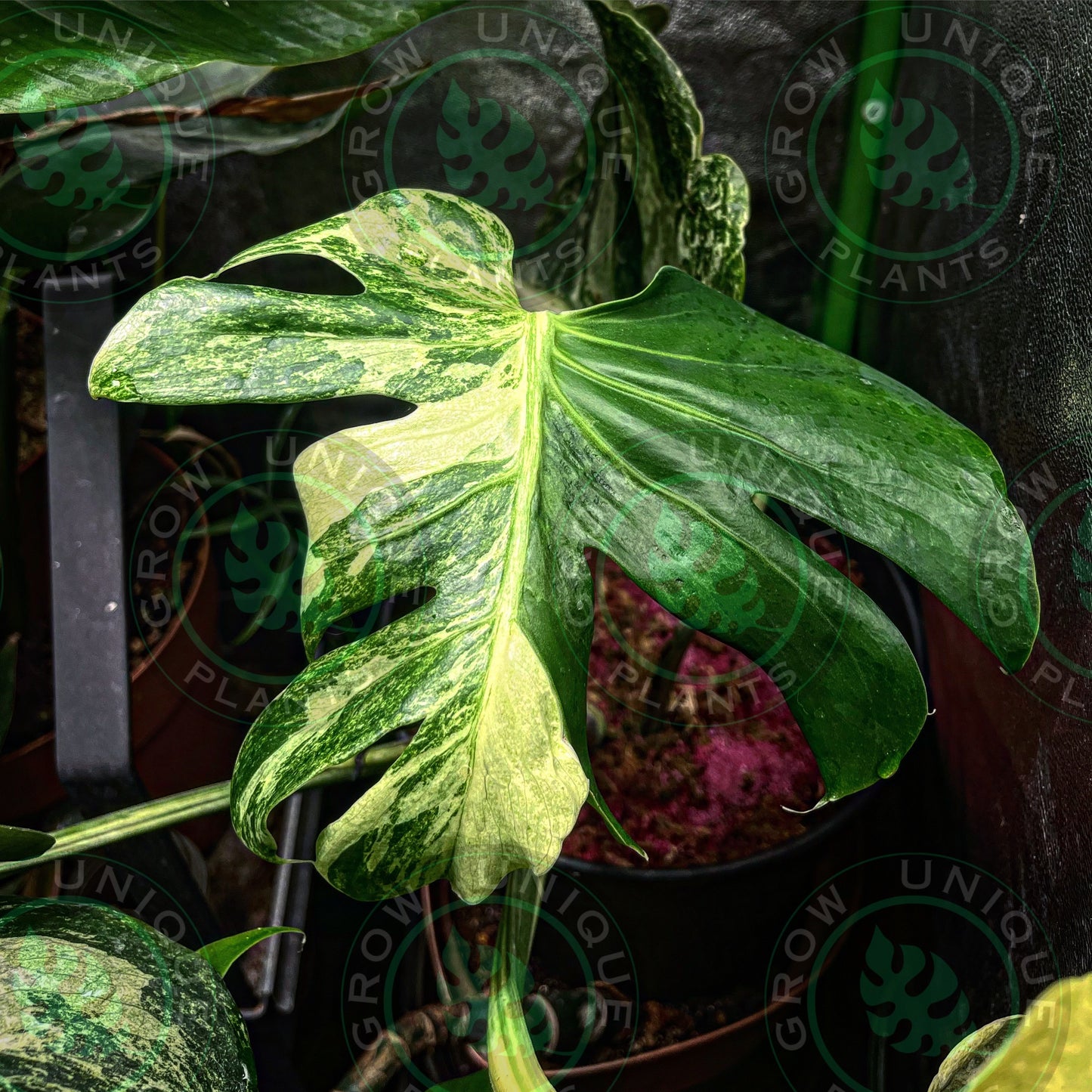 Philodendron Monstera Ocean Mint Contorta (CUTTING LEAF)
