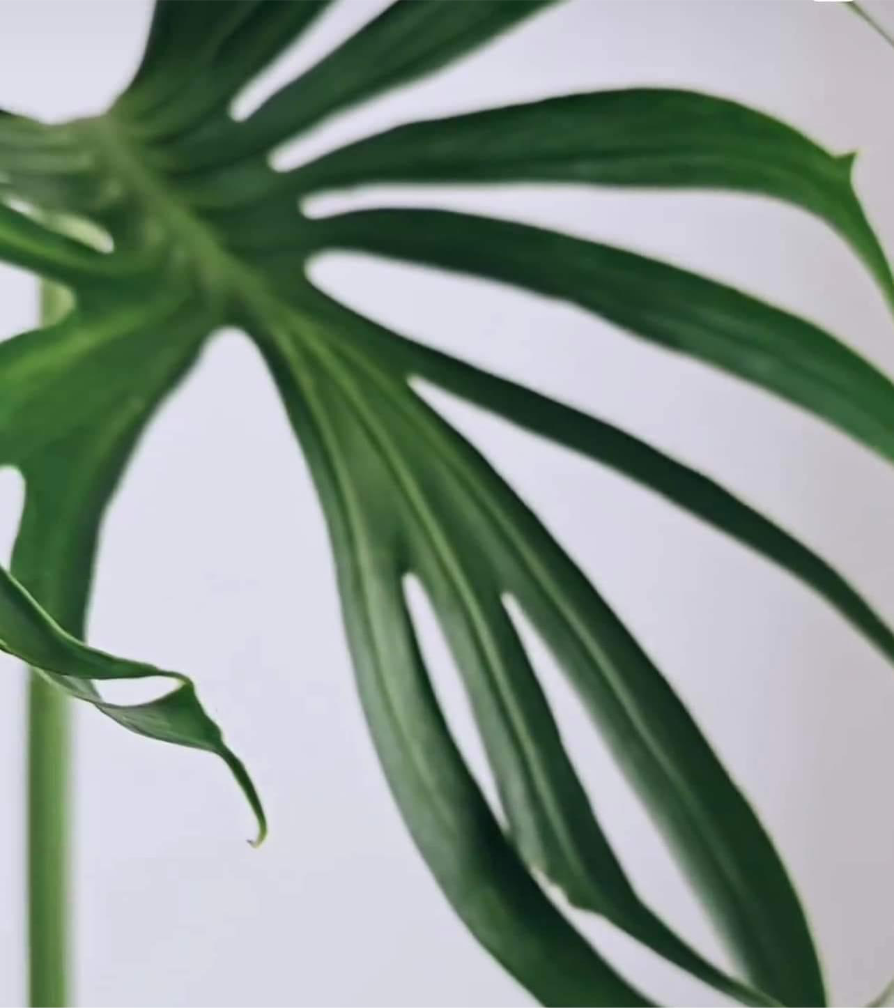 monstera deliciosa cut leaves Philodendron Monstera Unniiae (CUTTING LEAF)
