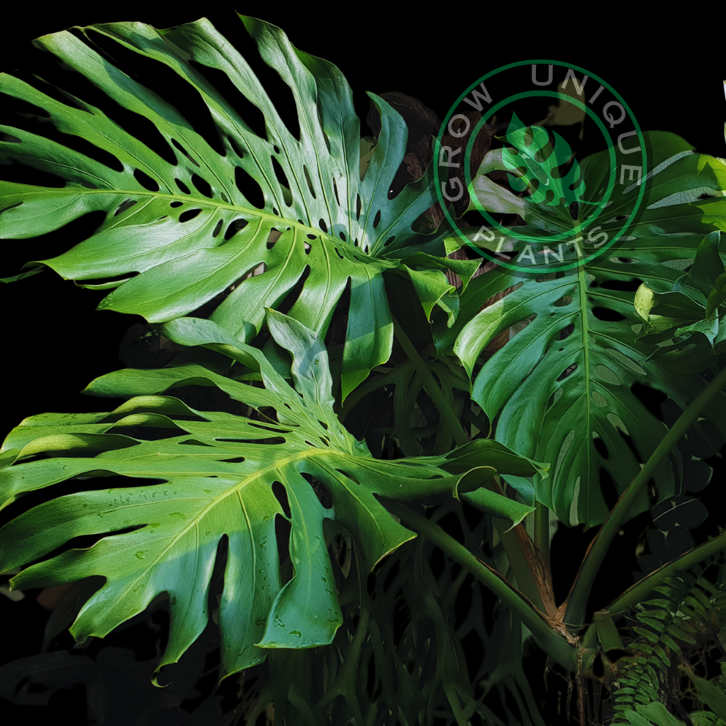 Philodendron Monstera XXL Plant