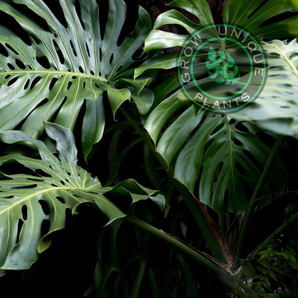 Philodendron Monstera XXL Plant