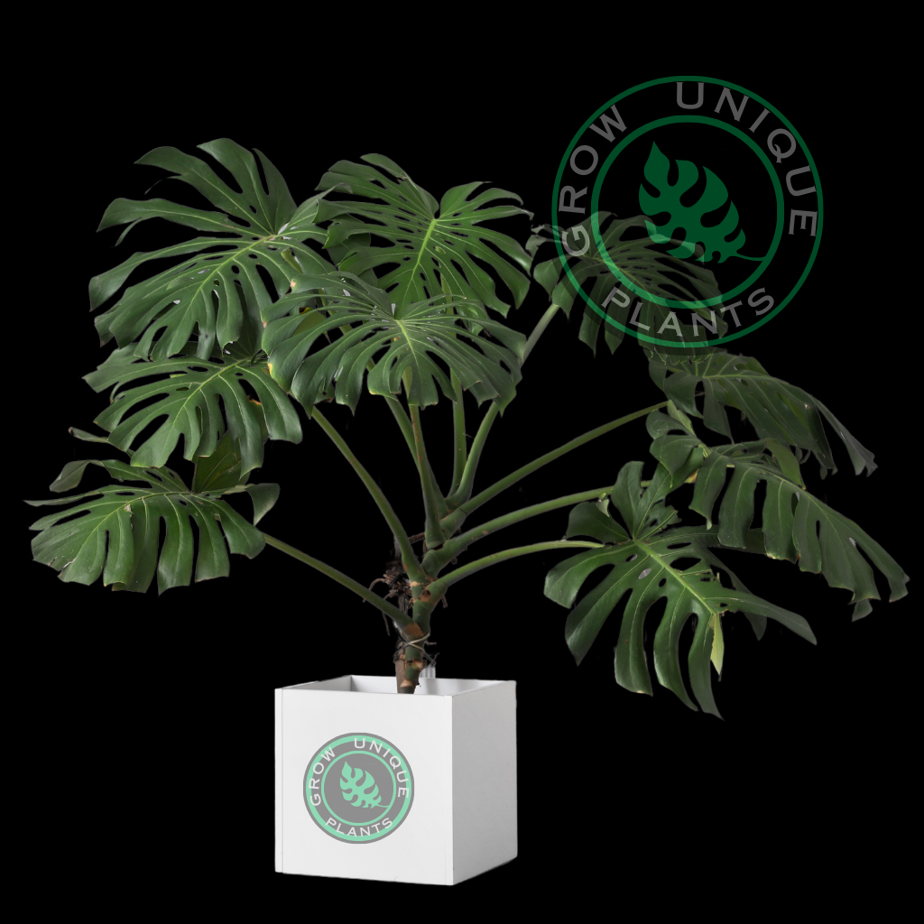 Philodendron Monstera XXL Plant