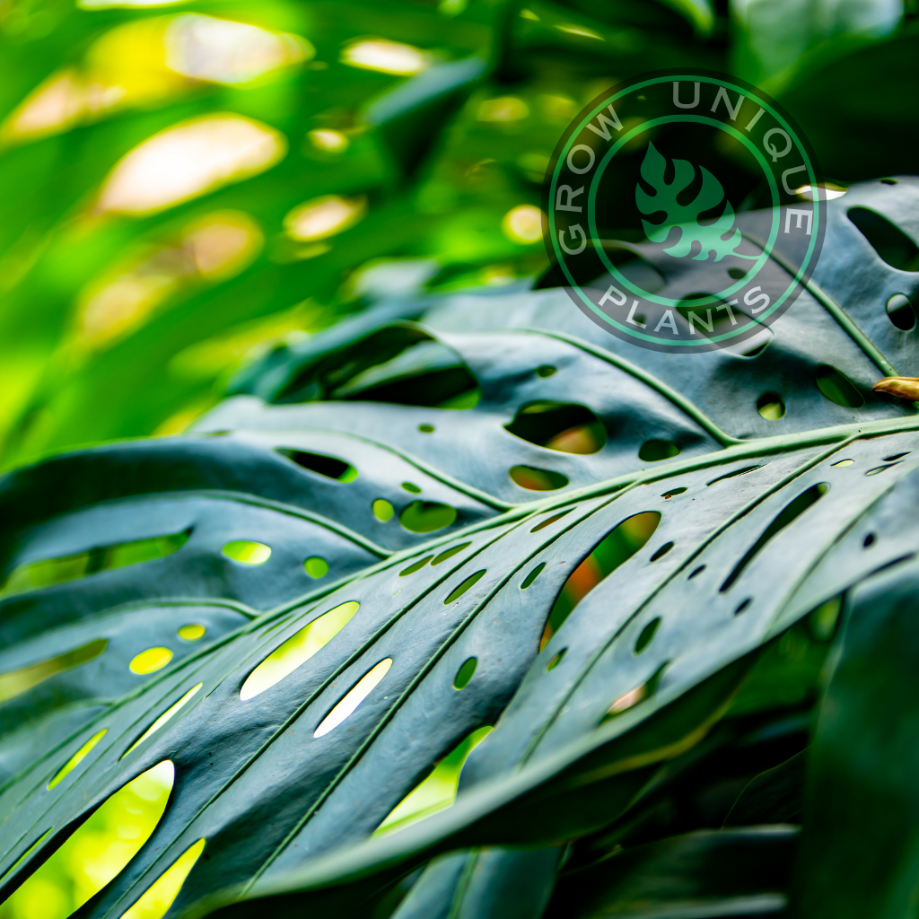 Philodendron Monstera XXL Plant