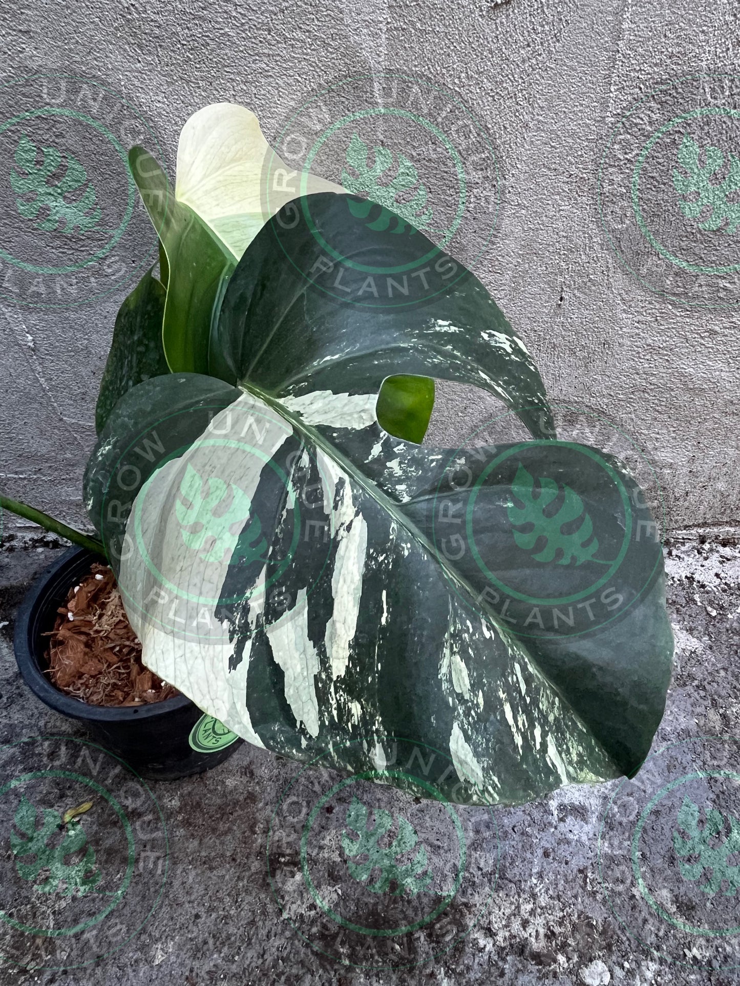 Philodendron Monstera Mint Cream Medium - Unique Plant