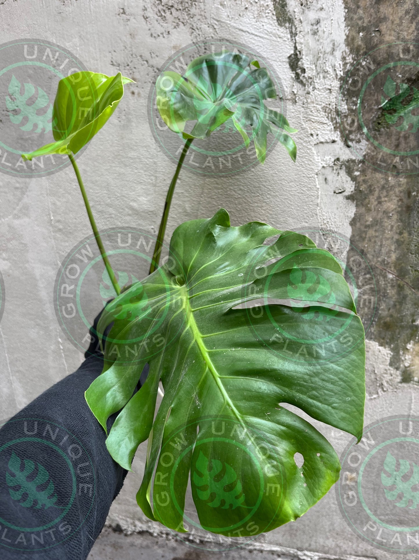 Philodendron Monstera Contorta GoG (Green on Green) - XL Plant