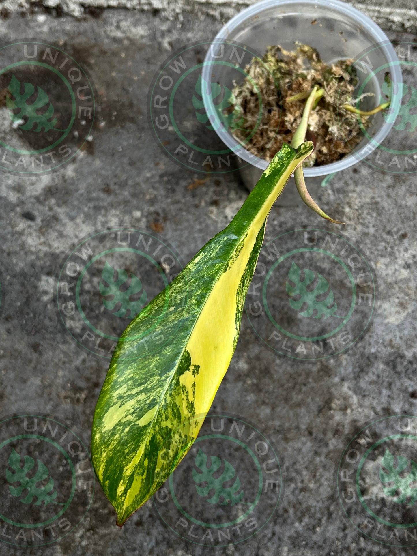 Philodendron Joepii Variegated Albo FULL Plant