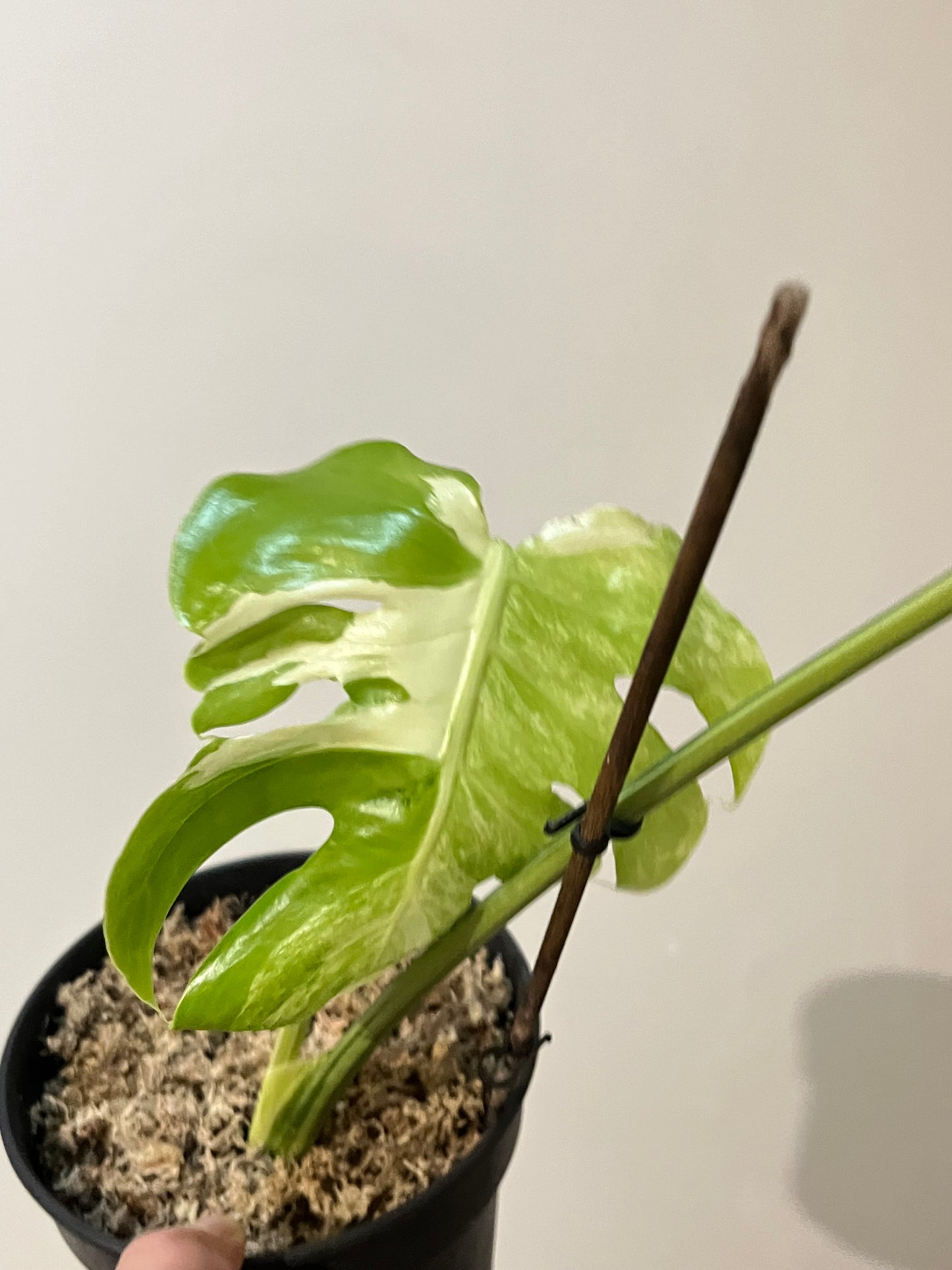 Philodendron Monstera Contorted Ocean Mint