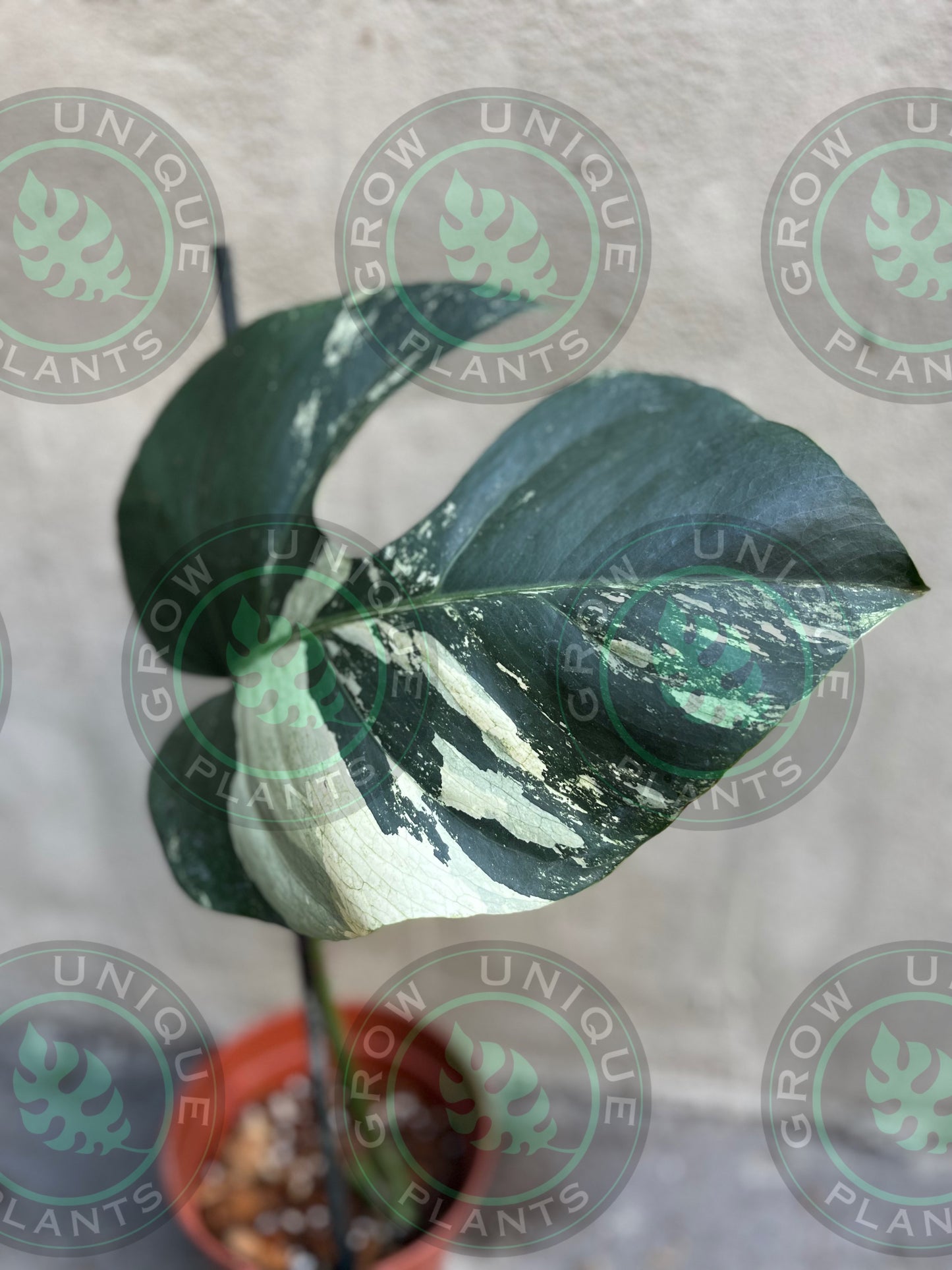 Philodendron Monstera Mint Cream Variegated (CUTTING LEAF)