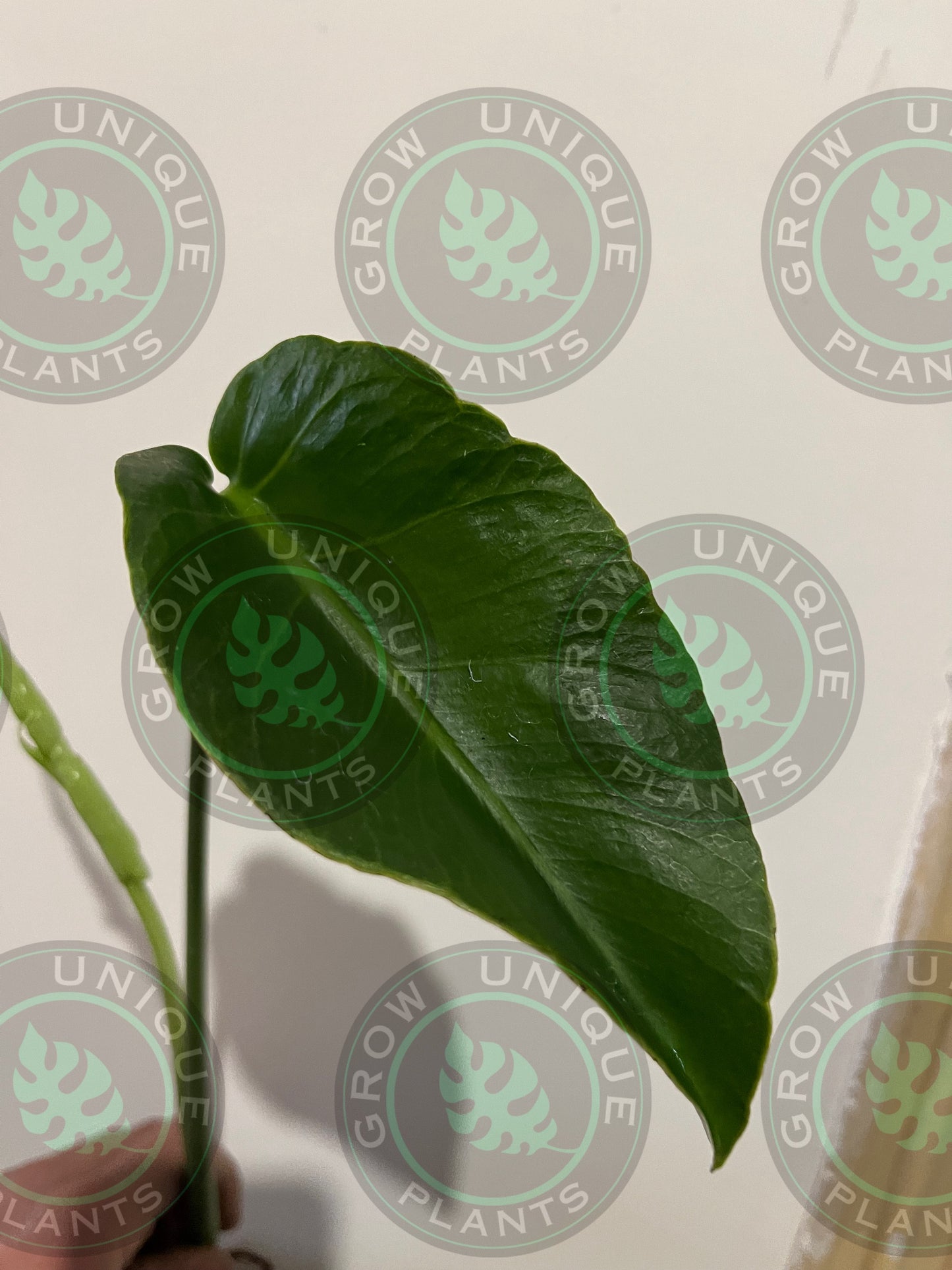 Philodendron Monstera Unniiae (CUTTING LEAF)
