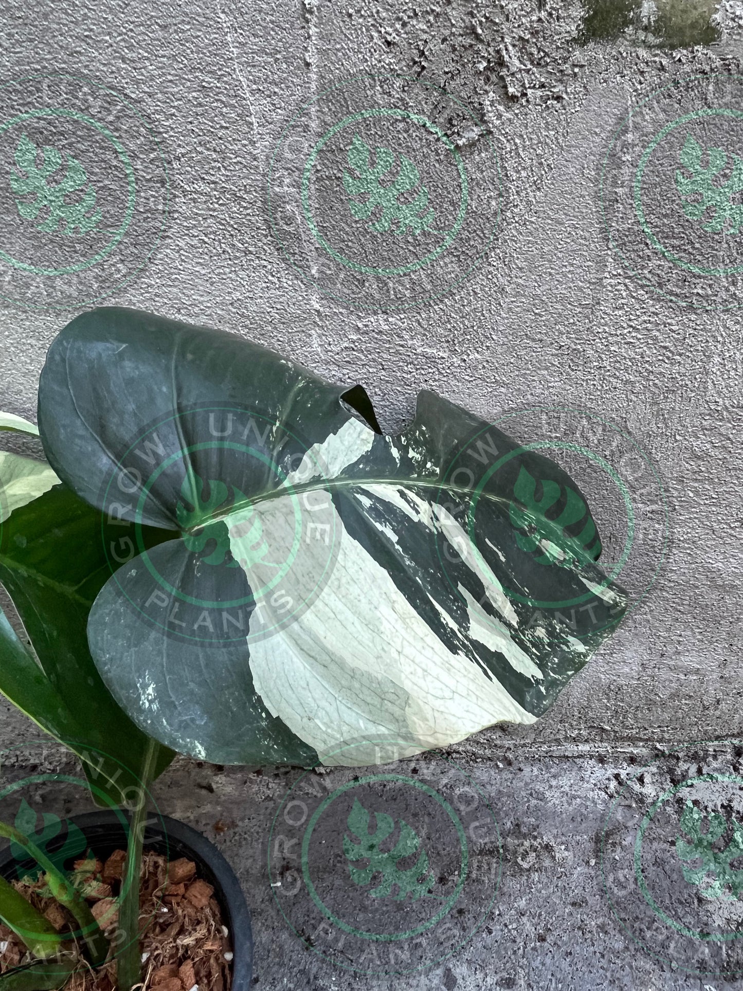 Philodendron Monstera Mint Cream Medium - Unique Plant