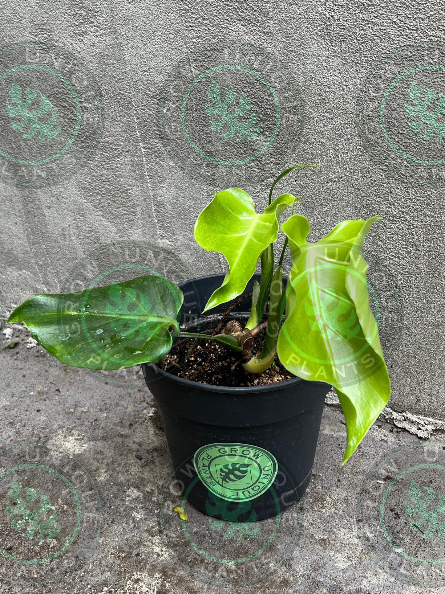 Philodendron Monstera Goblin Octopus Medium Plant (Unique)