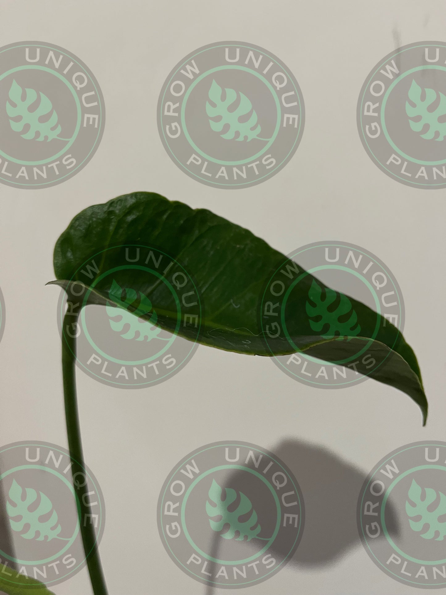 Philodendron Monstera Unniiae (CUTTING LEAF)