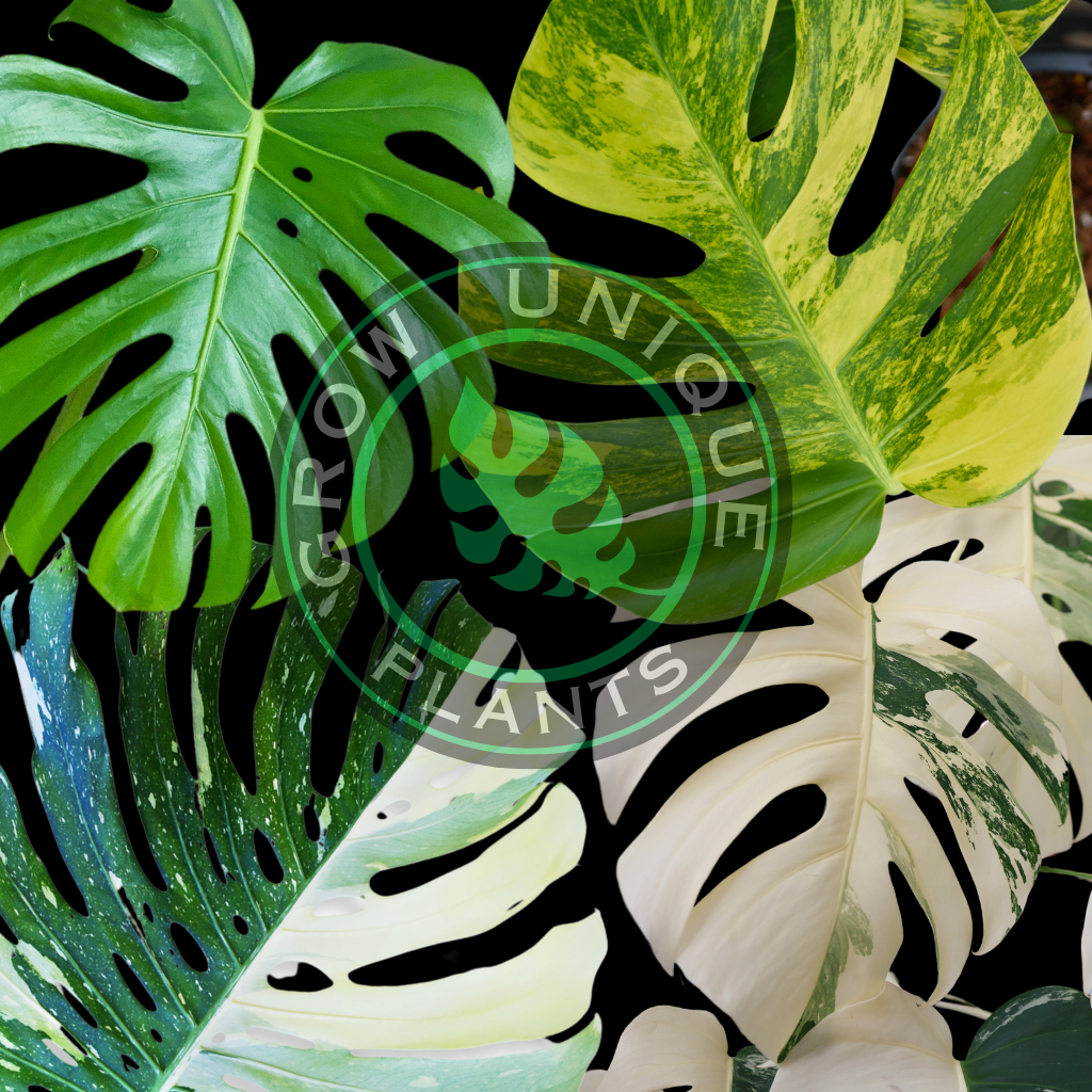 ants in monstera UniqueBox Monstera Special – Grow Unique Plants