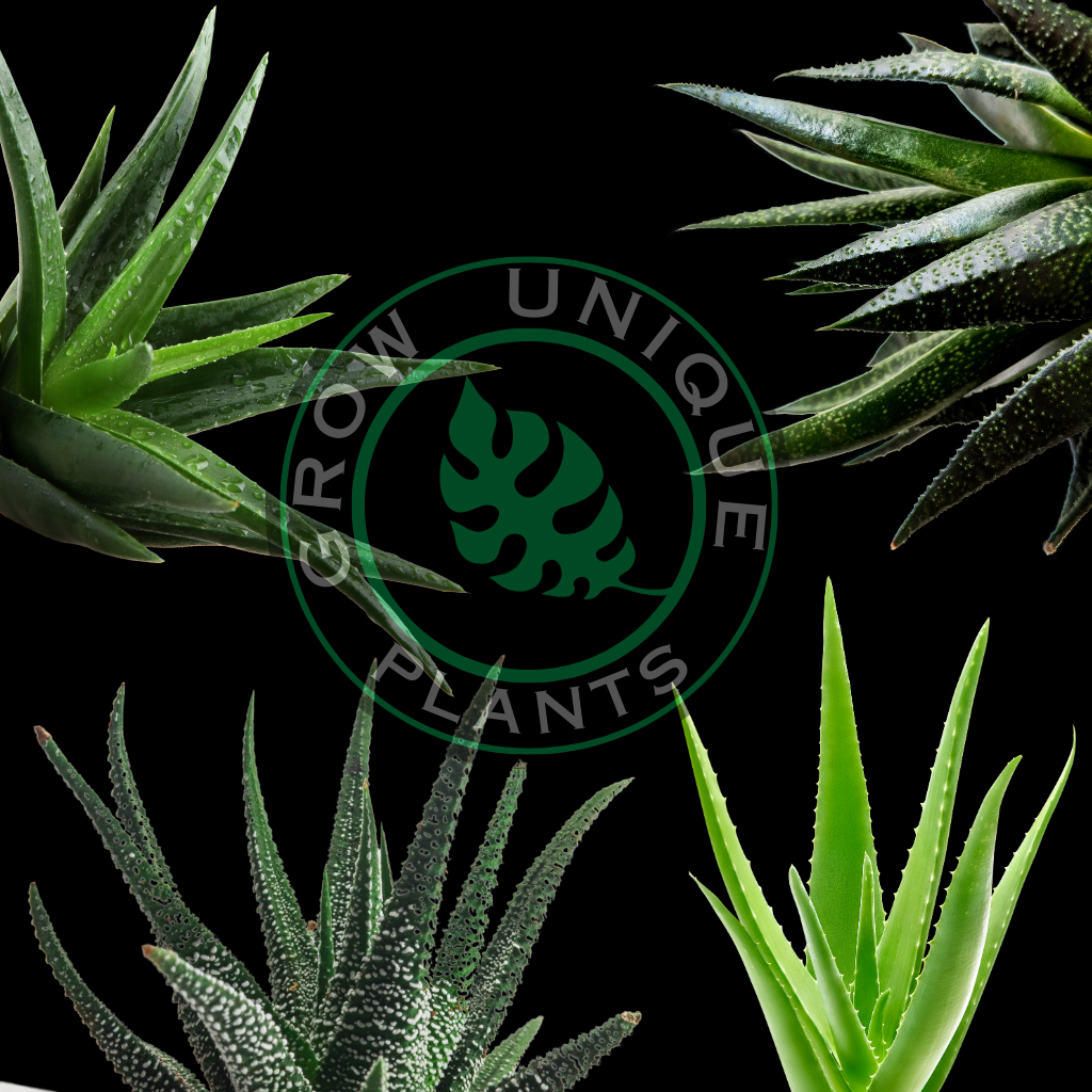 UniqueBox Aloe Special