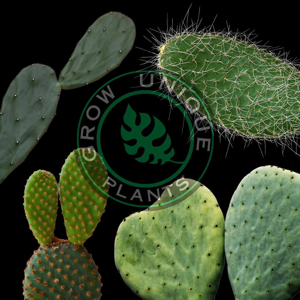 UniqueBox Opuntia Special