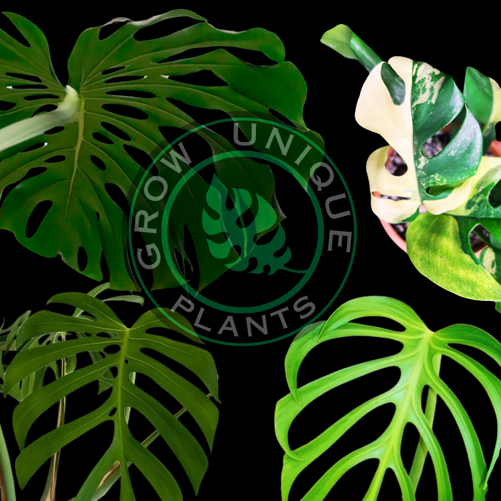 UniqueBox Monstera Hot