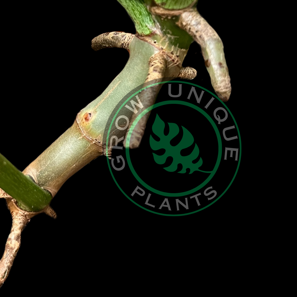 Philodendron Joepii Albo Variegated Cutting (NO LEAF)