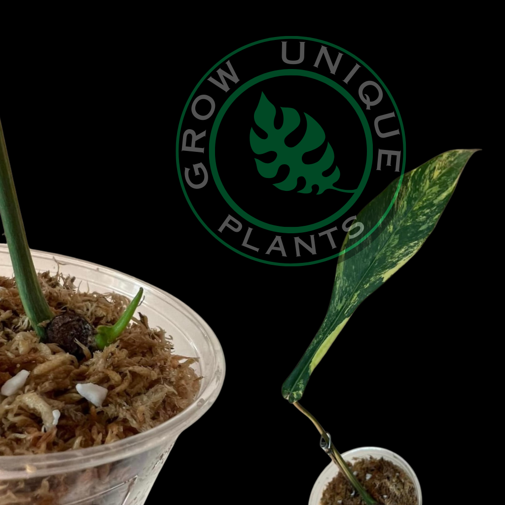 Philodendron Joepii Albo Variegated (CUTTING LEAFE)