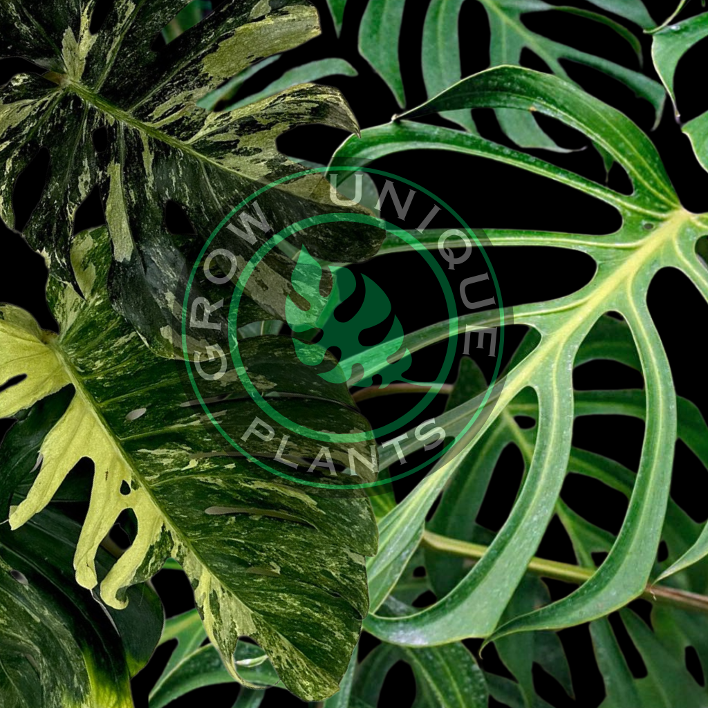 UniqueBox Monstera Contorted + Flame