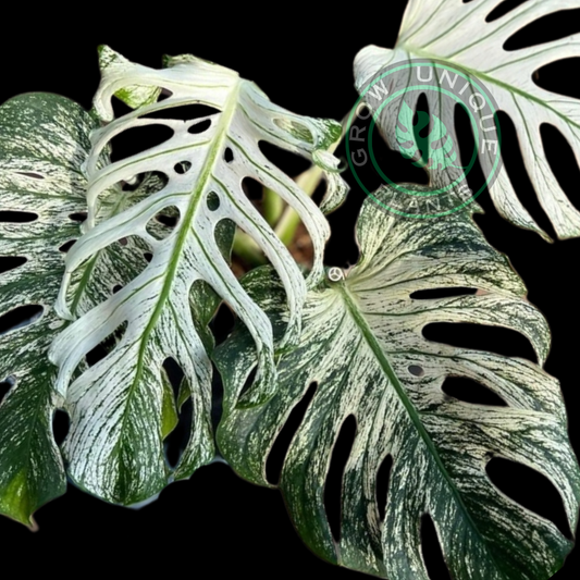 Philodendron Monstera Devil Monster Variegated Cutting (NO LEAF)
