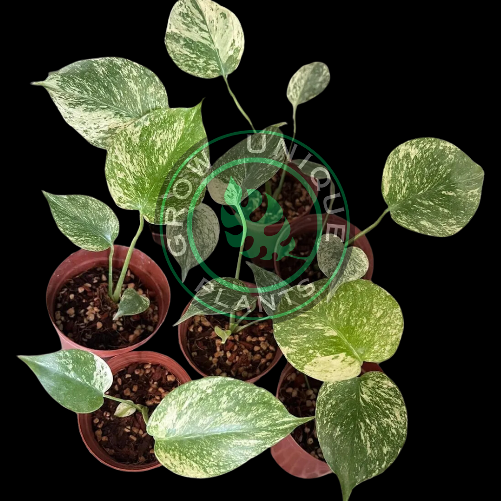 Philodendron Monstera Mint SEED'S