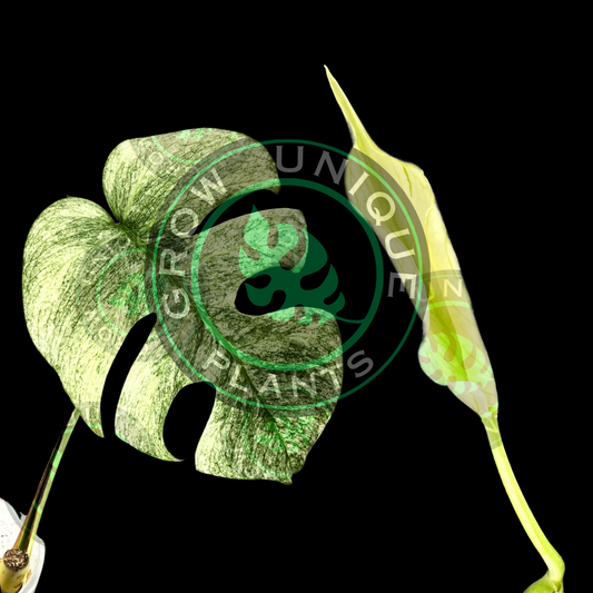 UniqueBox Monstera KUNZO & DEVIL