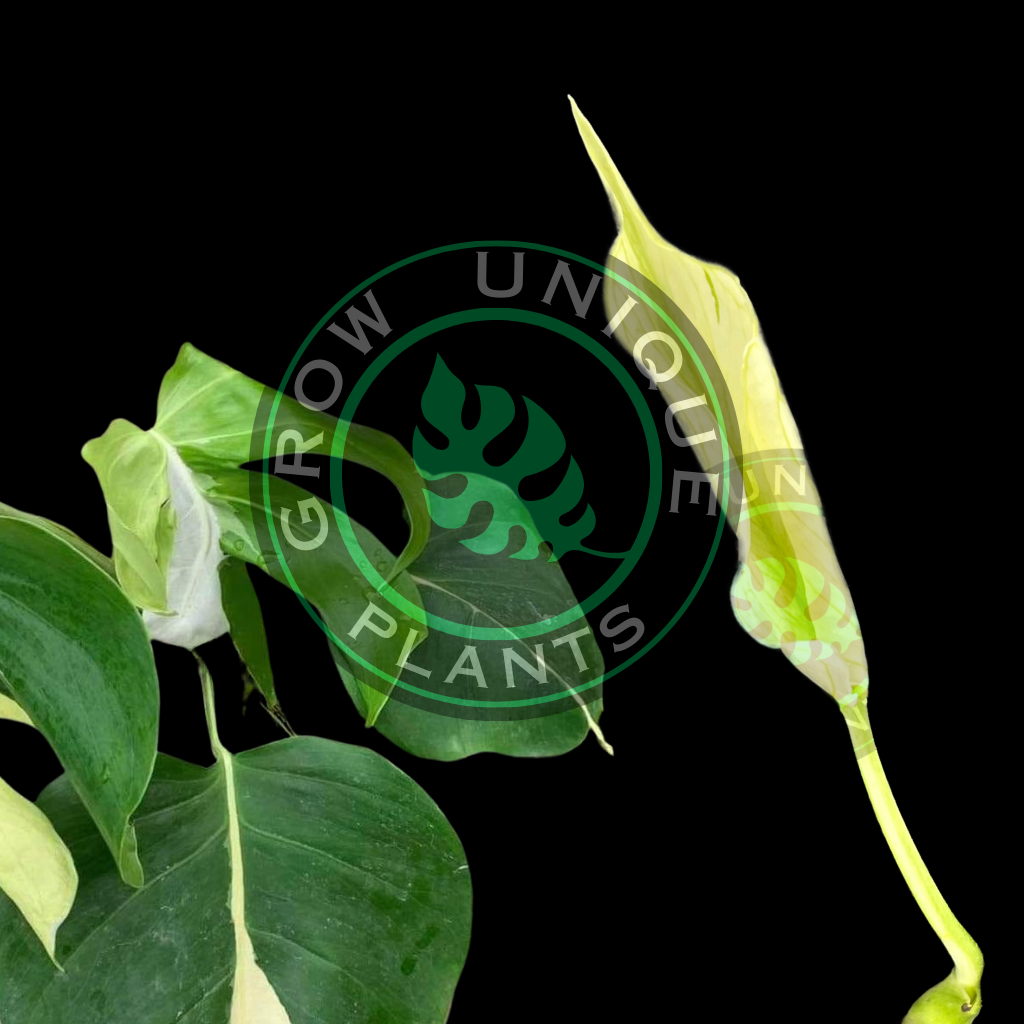 UniqueBox Monstera LAVA & DEVIL