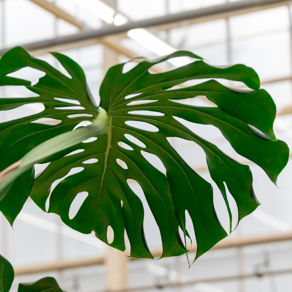 xxl monstera deliciosa Philodendron Monstera XXL Cutting (CUTTING LEAFE)