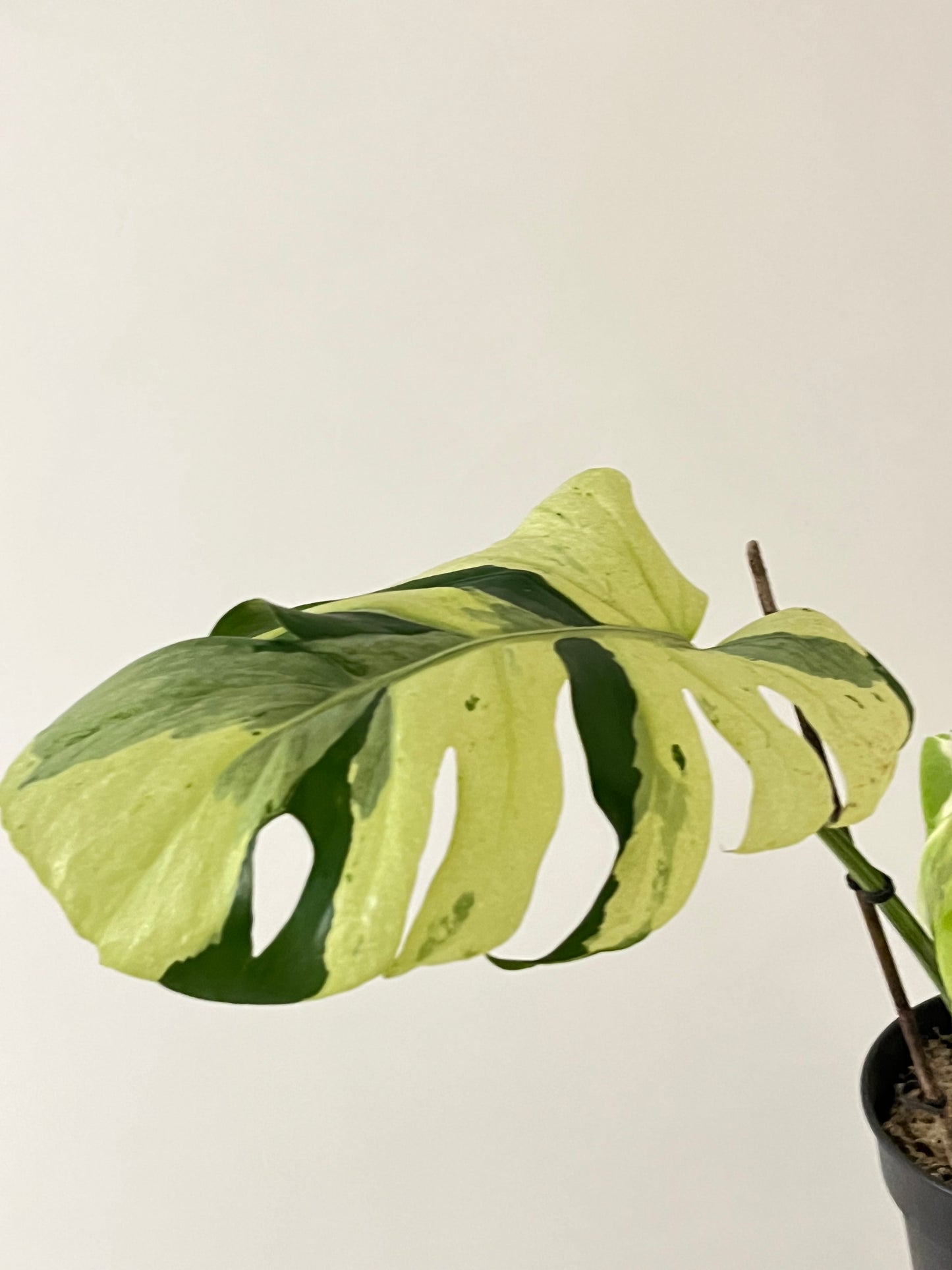 Philodendron Monstera Contorted Ocean Mint