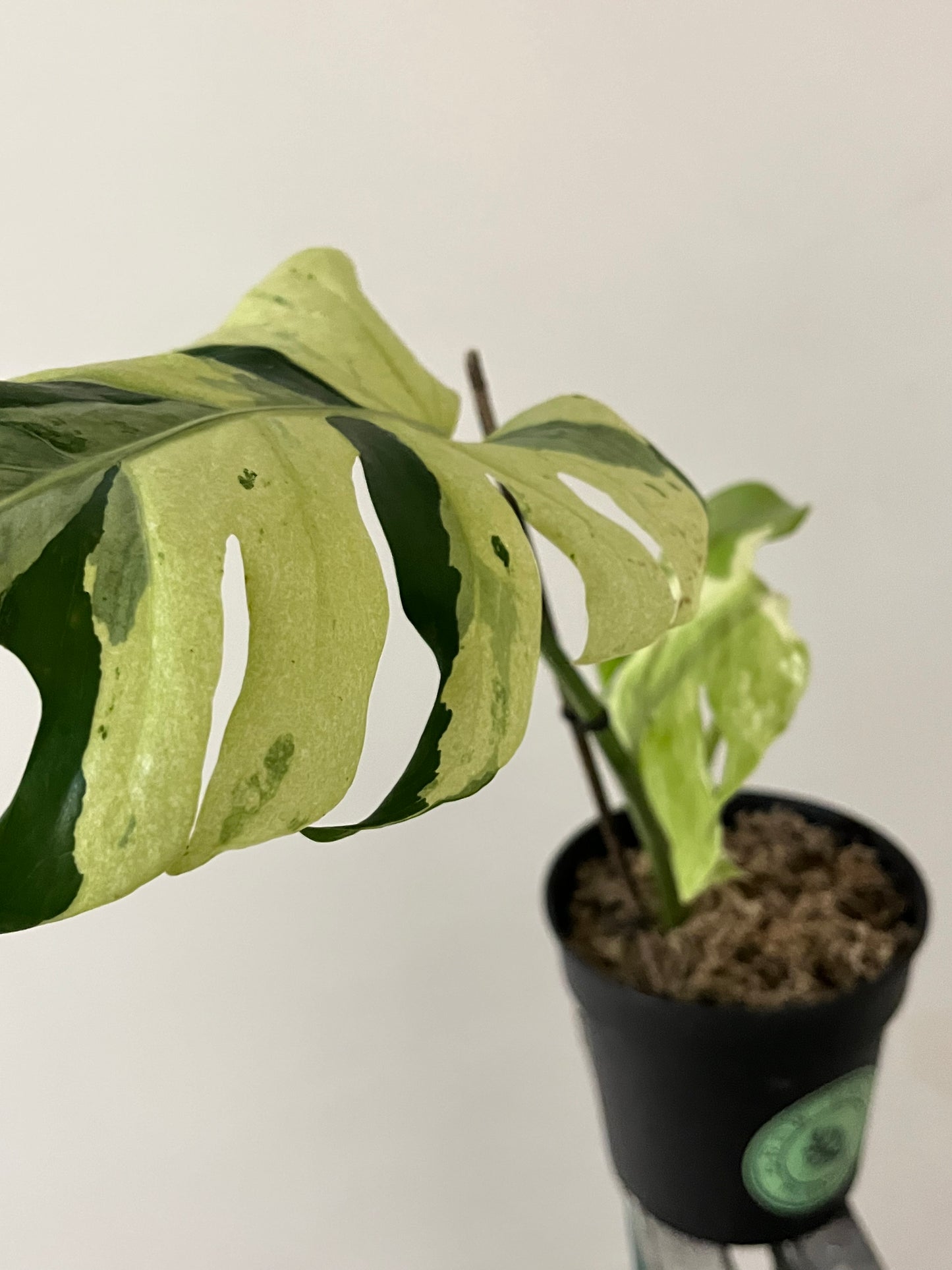 Philodendron Monstera Contorted Ocean Mint